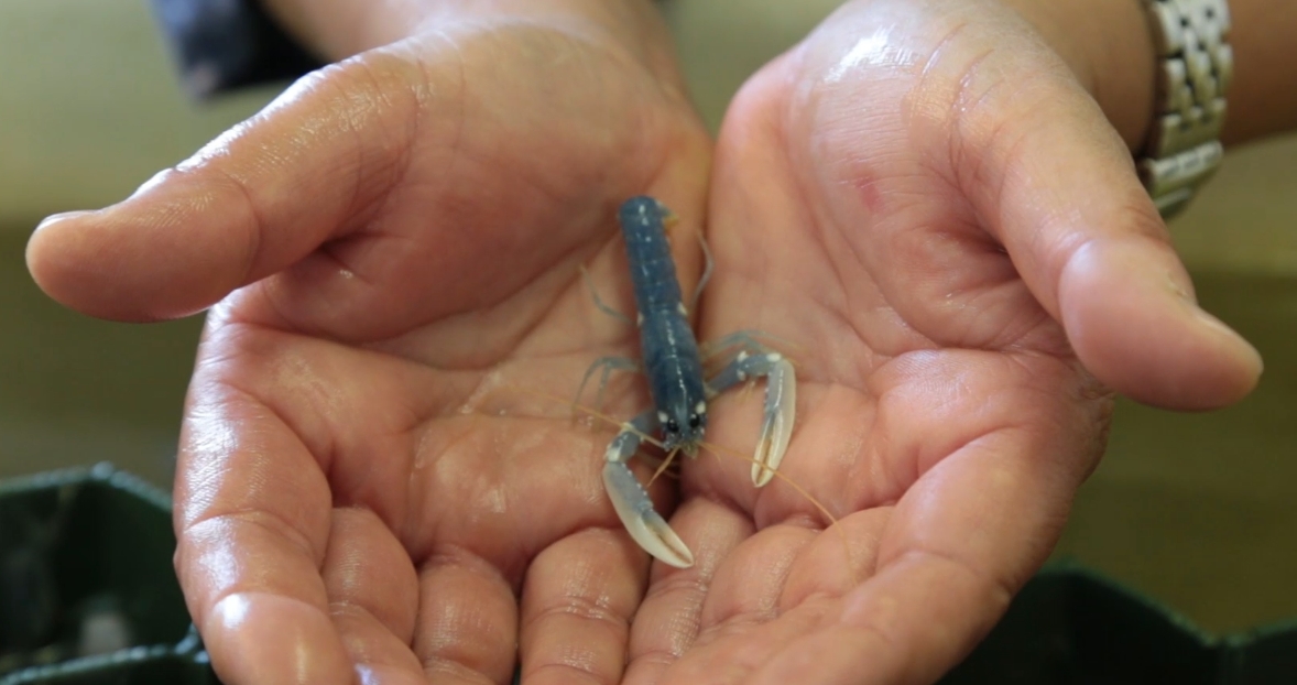 Homard élevé à la ferme pédagogique du lycée dans le cadre du programme de réintroduction du Homard sur l'île de Ré. Photo LMA de La Rochelle.