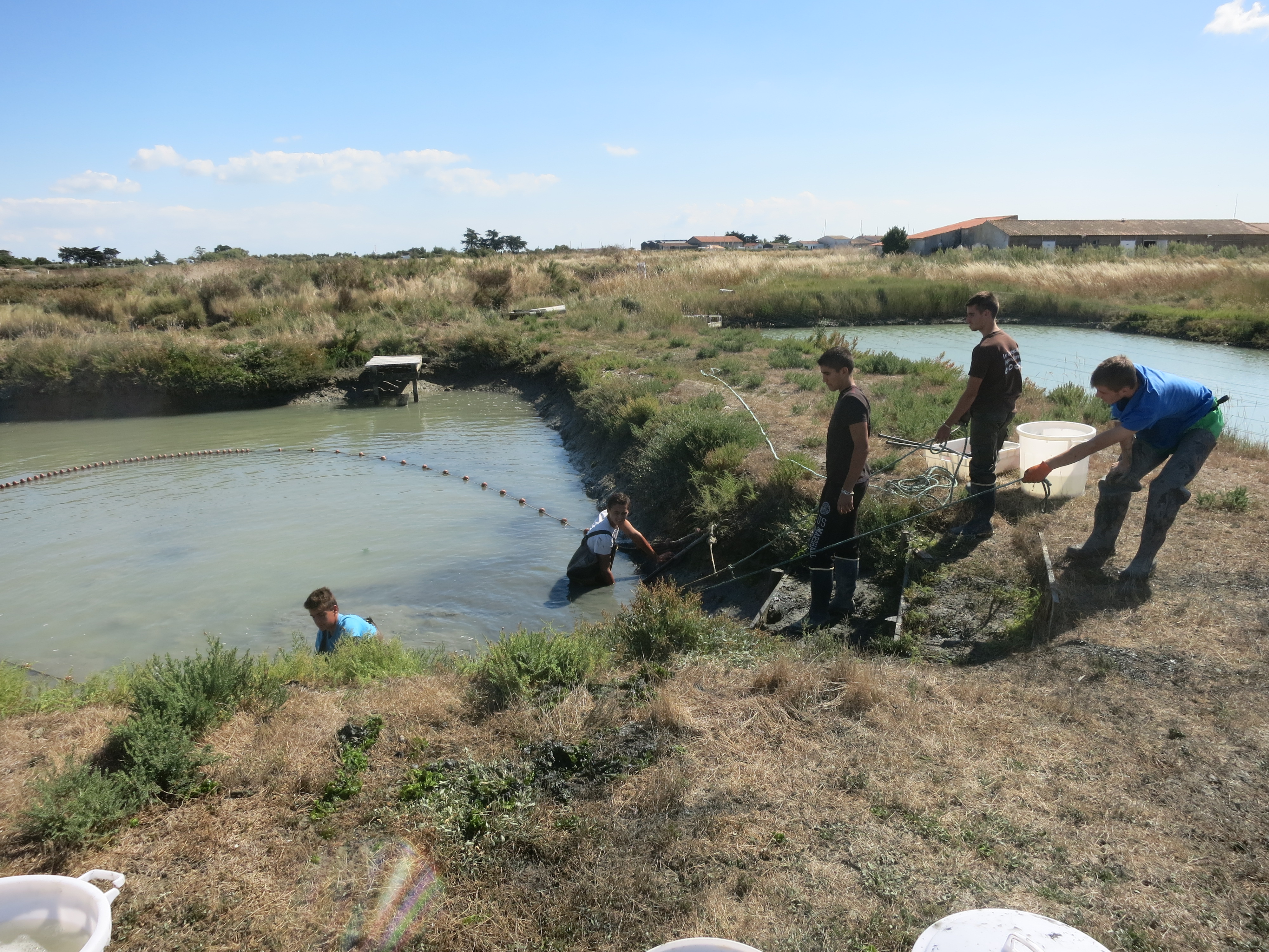 Pêche des daurades en claire - Photo LMA La Rochelle.